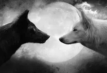 black and white black white animals moon grayscale wolves 1920x1080 wallpaper Art HD Wallpaper